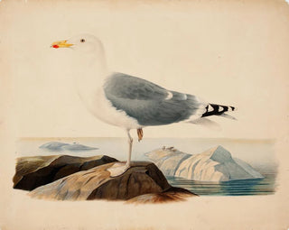 Goéland cendré - Ferdinand von Wright — Ansicht des Kunstwerks