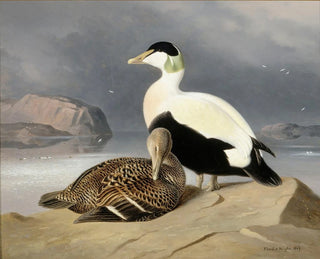 Zwei Enten - Ferdinand von Wright — Ansicht des Kunstwerks
