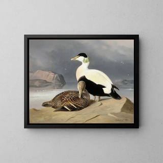 Zwei Enten - Ferdinand von Wright — gerahmtes Bild an der Wand