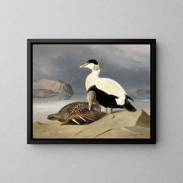 Zwei Enten - Ferdinand von Wright — gerahmtes Bild an der Wand