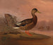 Stockente - Ferdinand von Wright — Ansicht des Kunstwerks