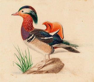 Ferdinand von Wright - Mandarin Duck.webp