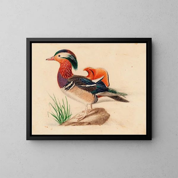 Ente Mandarinen - Ferdinand von Wright — gerahmtes Bild an der Wand