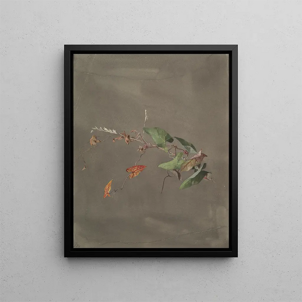 Fidelia Bridges - Bindweed.webp