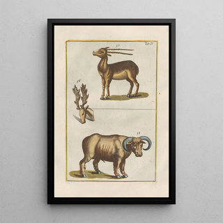 Filippo Buonanni - Rerum naturalium historia nempe quadrupedum Pl04.webp