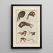 Histoire naturelle des quadrupèdes Pl13 - Filippo Buonanni — gerahmtes Bild an der Wand