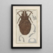 Histoire naturelle des quadrupèdes Pl14 - Filippo Buonanni — gerahmtes Bild an der Wand