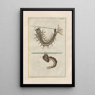 Filippo Buonanni - Rerum naturalium historia nempe quadrupedum Pl15.webp