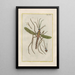 Histoire naturelle des quadrupèdes Pl16 - Filippo Buonanni — gerahmtes Bild an der Wand
