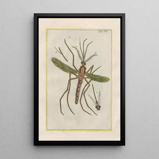 Filippo Buonanni - Rerum naturalium historia nempe quadrupedum Pl16.webp