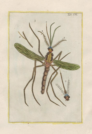 Filippo Buonanni - Rerum naturalium historia nempe quadrupedum Pl16.webp