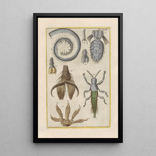 Filippo Buonanni - Rerum naturalium historia nempe quadrupedum Pl23.webp