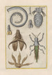 Histoire naturelle des quadrupèdes Pl23 - Filippo Buonanni — Ansicht des Kunstwerks