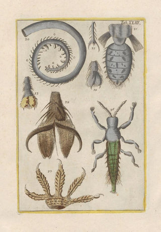 Filippo Buonanni - Rerum naturalium historia nempe quadrupedum Pl23.webp