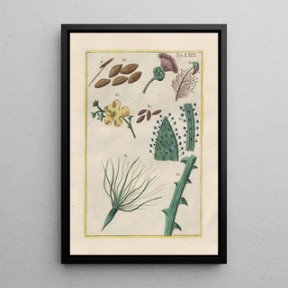 Filippo Buonanni - Rerum naturalium historia nempe quadrupedum Pl29.webp