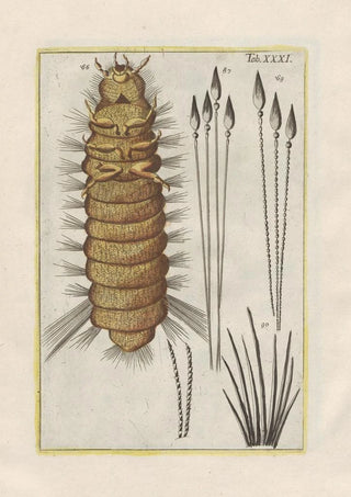 Filippo Buonanni - Rerum naturalium historia nempe quadrupedum Pl31.webp