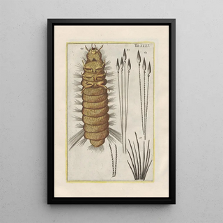 Filippo Buonanni - Rerum naturalium historia nempe quadrupedum Pl31.webp