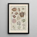 Histoire naturelle des quadrupèdes Pl32 - Filippo Buonanni — gerahmtes Bild an der Wand