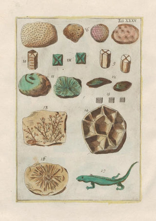 Filippo Buonanni - Rerum naturalium historia nempe quadrupedum Pl35.webp