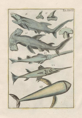 Filippo Buonanni - Rerum naturalium historia nempe quadrupedum Pl37.webp