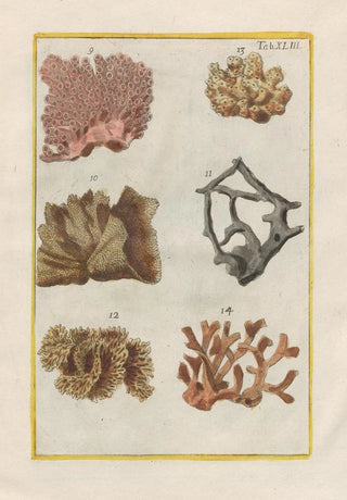 Filippo Buonanni - Rerum naturalium historia nempe quadrupedum Pl43.webp