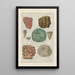 Histoire naturelle des quadrupèdes Pl44 - Filippo Buonanni — gerahmtes Bild an der Wand