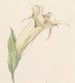 Blume - Sientje Mesdag Van Houten — Ansicht des Kunstwerks