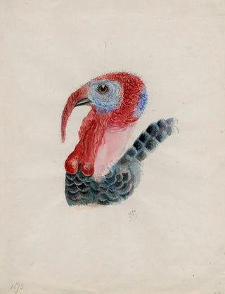 Floris Verster - Head of a turkey.webp