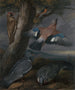 Geai, Grünfink, Tauben und Rotkehlchen Landschaft mit einem Grünfink, einem Geai, zwei Tauben, einem Rotkehlchen, einer Eidechse und zwei Fröschen - Francis Barlow — Ansicht des Kunstwerks