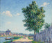 Der Pappelbaum, Sonnenlichteffekt in Villeneuve-sur-Yonne - Francis Picabia — Ansicht des Kunstwerks