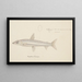 Argentina elongata - Frank Edward Clarke — gerahmtes Bild an der Wand