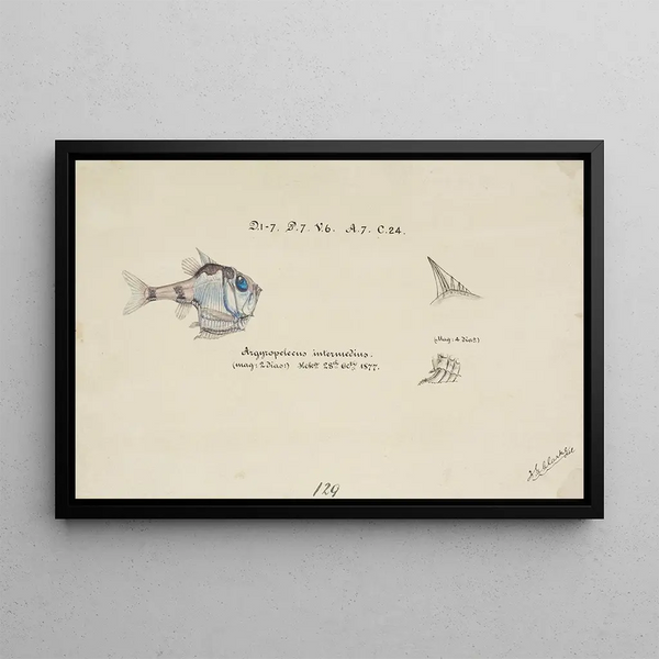 Frank Edward Clarke - Argyropelecus hemigymnus NZ common hatchetfish.webp