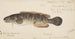 Fischflosse - Frank Edward Clarke — Ansicht des Kunstwerks