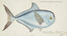 Brama brama NZ Ray's Bream - Frank Edward Clarke — Ansicht des Kunstwerks