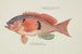 Caesioperca rasor Tasmanische Meeresperche - Frank Edward Clarke — Ansicht des Kunstwerks