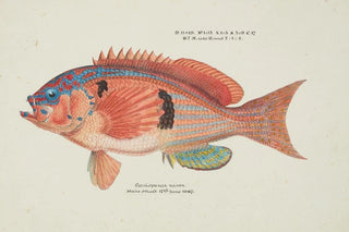 Frank Edward Clarke - Caesioperca rasor Tas Sea perch.webp