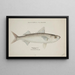 Emmelichthys nitidus - Frank Edward Clarke — gerahmtes Bild an der Wand