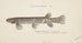 Galaxias brevipinnis - Frank Edward Clarke — Ansicht des Kunstwerks