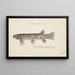 Galaxias brevipinnis - Frank Edward Clarke — gerahmtes Bild an der Wand