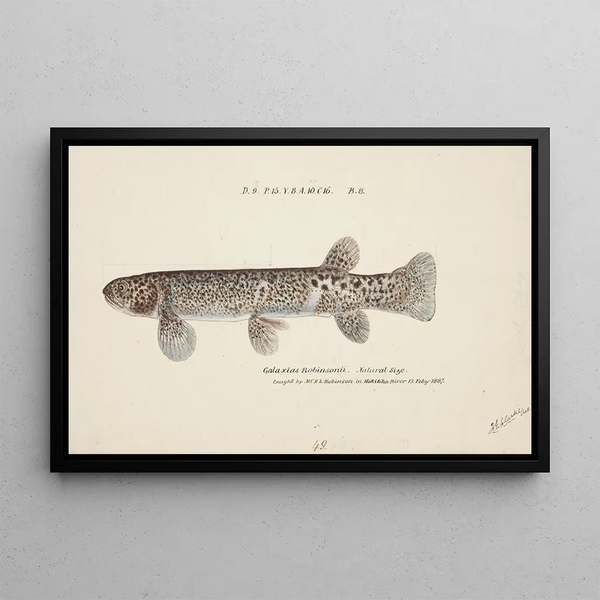 Frank Edward Clarke - Galaxias brevipinnis.webp