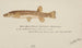 Galaxias olidus Bergforelle - Frank Edward Clarke — Ansicht des Kunstwerks