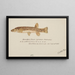 Galaxias olidus Bergforelle - Frank Edward Clarke — gerahmtes Bild an der Wand