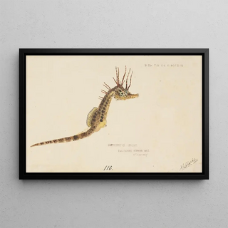 Frank Edward Clarke - Hippocampus abdominalis Tas Seahorse.webp