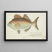 Latridopsis forsteri Tas Kupfer Moki - Frank Edward Clarke — gerahmtes Bild an der Wand