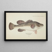 Maccullochella sp Tas - Frank Edward Clarke — gerahmtes Bild an der Wand