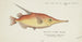 Macrorhamphosus scolopax Barsch-Bussard - Frank Edward Clarke — Ansicht des Kunstwerks