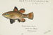 Nannoperca australis Tasmanische Aale - Frank Edward Clarke — Ansicht des Kunstwerks
