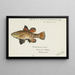 Nannoperca australis Tasmanische Aale - Frank Edward Clarke — gerahmtes Bild an der Wand