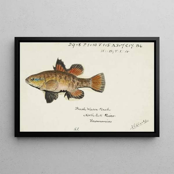 Frank Edward Clarke - Nannoperca australis Tas Eel.webp