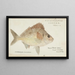 Nemadactylus macropterus, Tarakihi aus Neuseeland - Frank Edward Clarke — gerahmtes Bild an der Wand